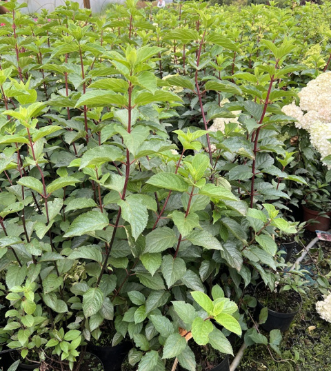 Hortensja Bukietowa Fraise Melba