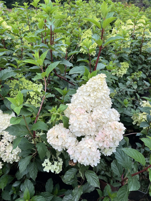Hortensja Bukietowa Fraise Melba