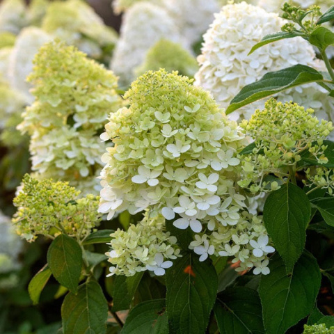 Hortensja bukietowa LIMELIGHT