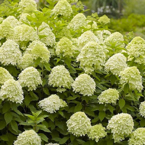 Hortensja bukietowa LIMELIGHT