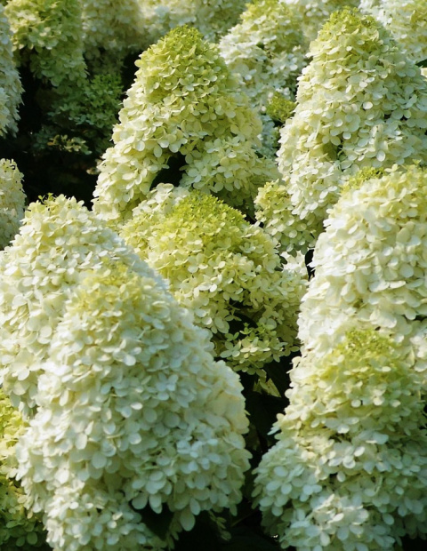 Hortensja bukietowa LIMELIGHT