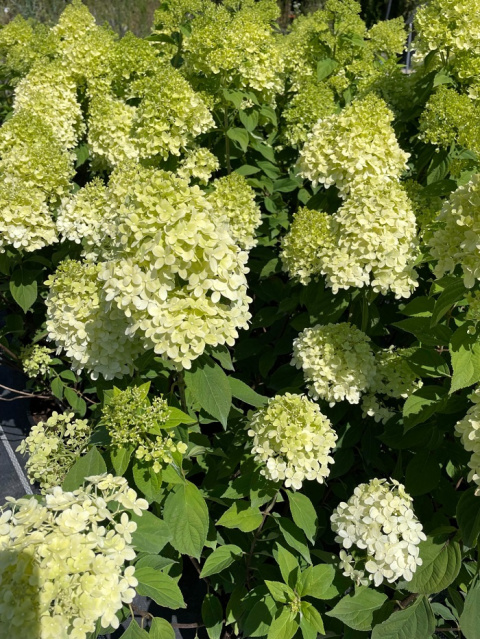 Hortensja bukietowa LIMELIGHT