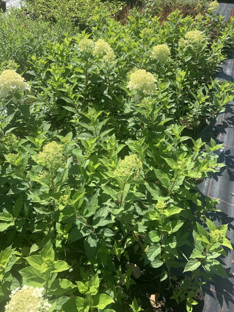 Hortensja bukietowa LIMELIGHT