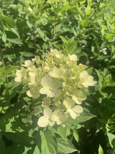 Hortensja bukietowa LIMELIGHT
