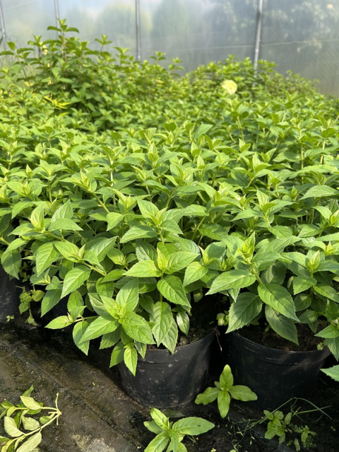Hortensja bukietowa Petite Cherry