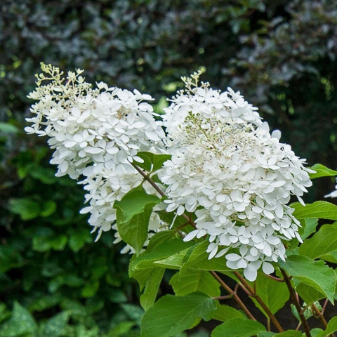 Hortensja bukietowa Phantom