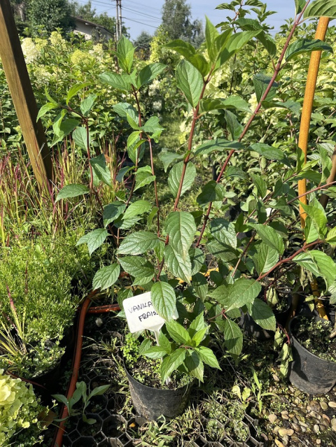 Hortensja bukietowa Vanille Fraise