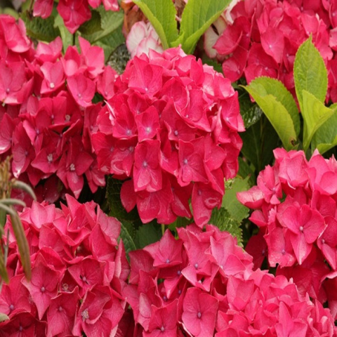 Hortensja ogrodowa RED BEAUTY Hortensja ogrodowa RED BEAUTY