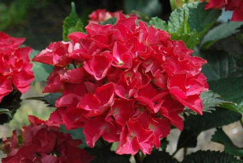 Hortensja ogrodowa RED BEAUTY Hortensja ogrodowa RED BEAUTY
