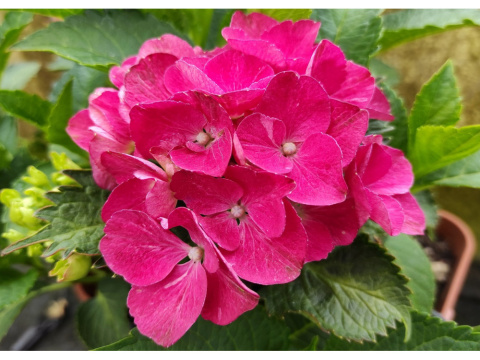 Hortensja ogrodowa RED BEAUTY Hortensja ogrodowa RED BEAUTY
