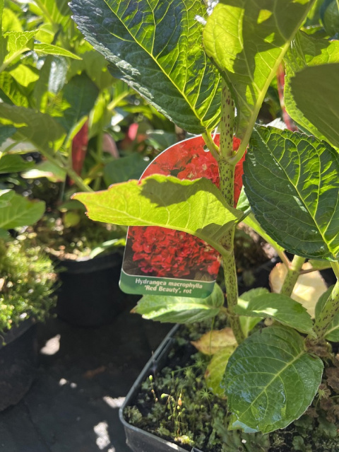 Hortensja ogrodowa RED BEAUTY Hortensja ogrodowa RED BEAUTY