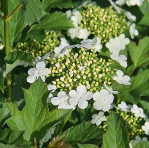 Kalina koralowa Compactum