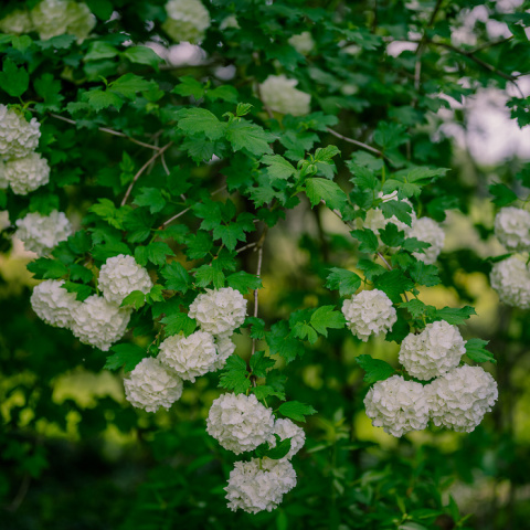 Kalina koralowa ROSEUM