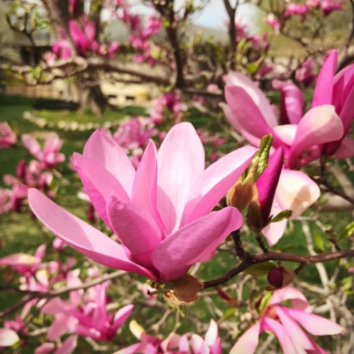 Magnolia Betty