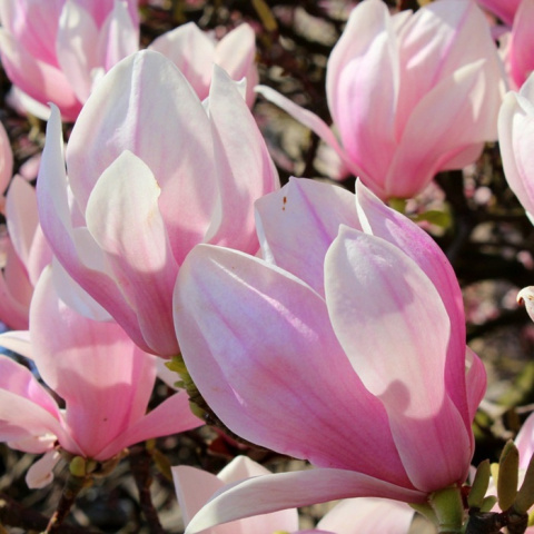 Magnolia Pinkie