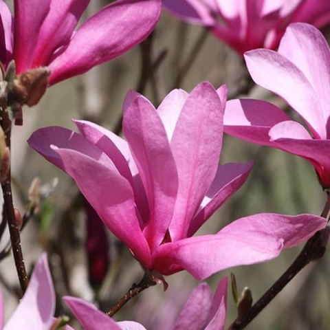 Magnolia Randy Magnolia Randy