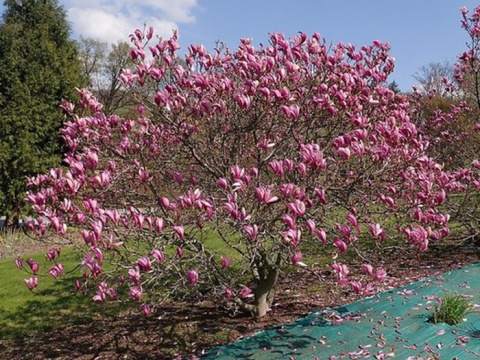 Magnolia Randy Magnolia Randy