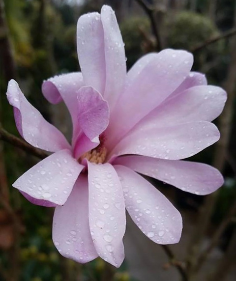 Magnolia gwieździsta Stellata Rosea