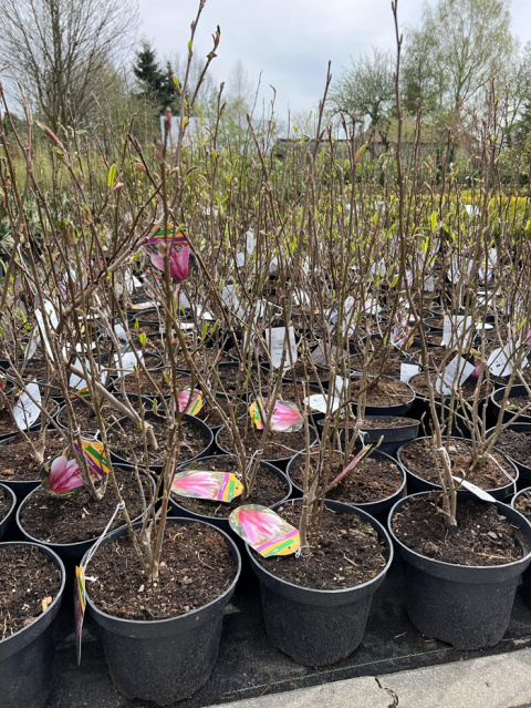 Magnolia gwieździsta Stellata Rosea