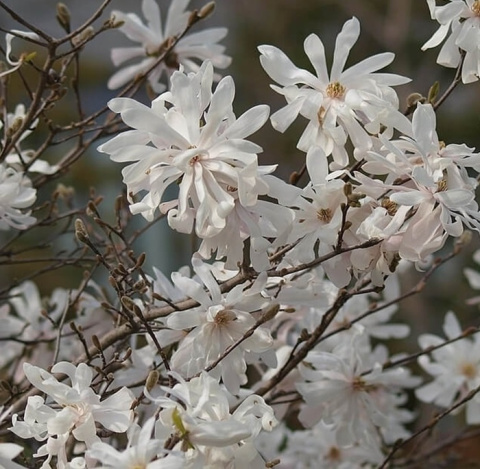 Magnolia gwieździsta Stellata Royal Star