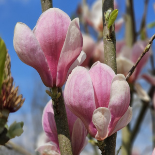 Magnolia pośrednia Lennei