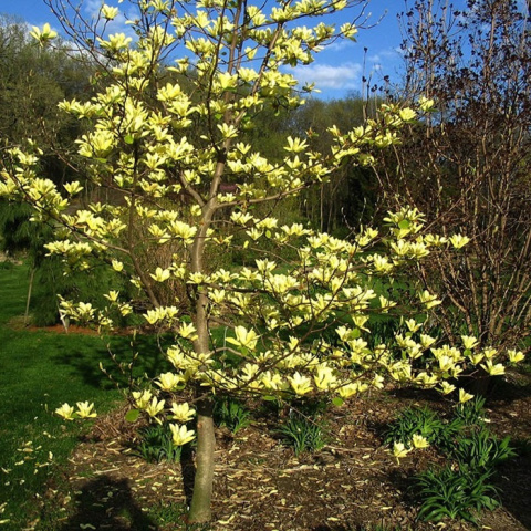 Magnolia żółta Golden Dream Magnolia żółta Golden Dream
