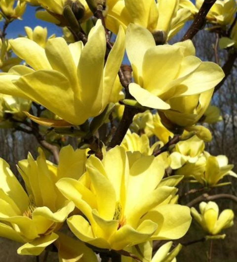 Magnolia żółta Golden Dream Magnolia żółta Golden Dream