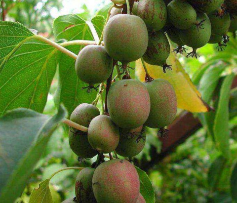 Mini Kiwi Aktinidia GENEVA