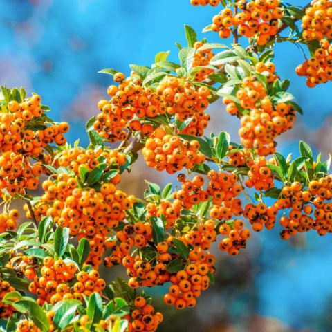 Ognik szkarłatny ORANGE CHARMER