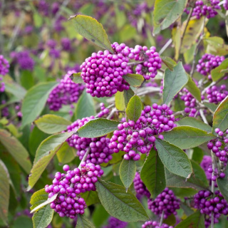 Pięknotka PROFUSION