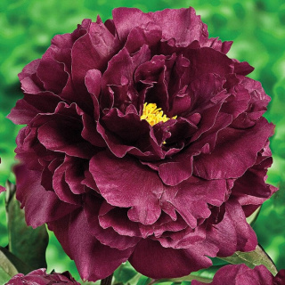 Piwonia drzewiasta BURGUNDOWA
