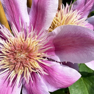 Powojnik Clematis EMPRESS