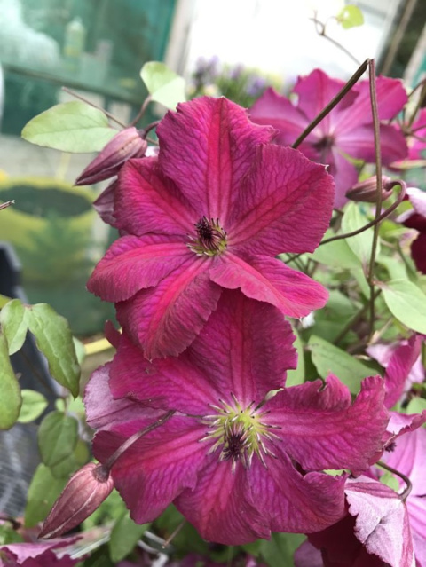 Powojnik Clematis KERMESINA