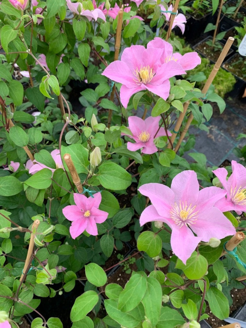 Powojnik Clematis POMPEII