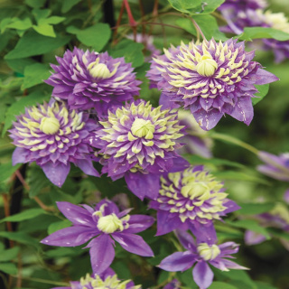 Powojnik Clematis TAIGA