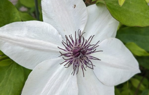 Powojnik Clematis TSUKIKO
