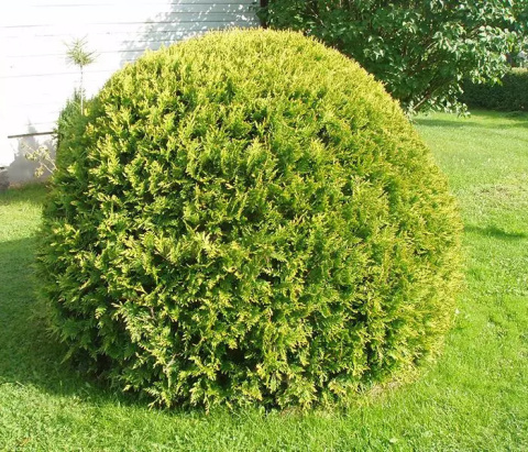 Thuja DANICA