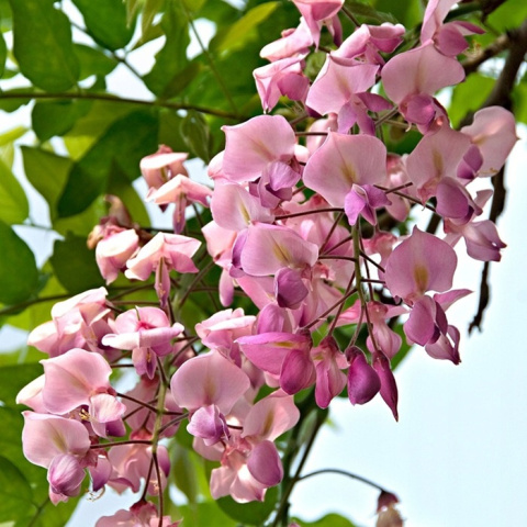 Wisteria kwiecista ROSEA