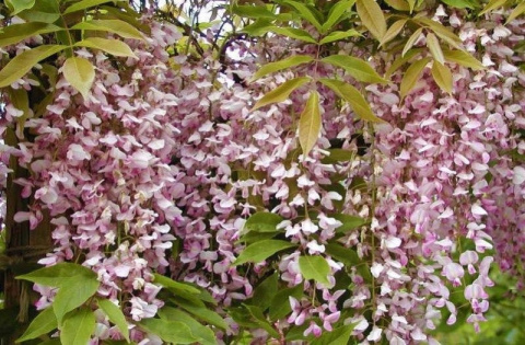 Wisteria kwiecista ROSEA