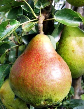 Grusza CAROLA