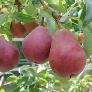 Grusza RED FAWORYTKA