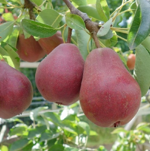 Grusza RED FAWORYTKA