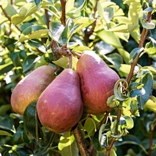 Grusza RED FAWORYTKA
