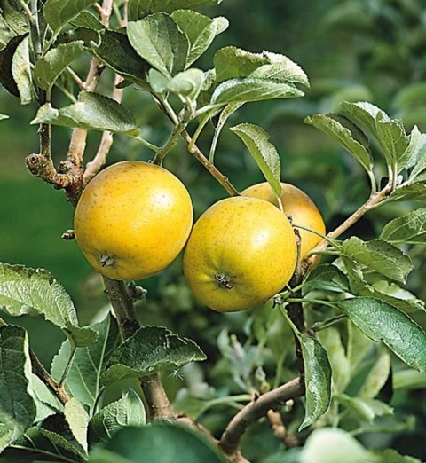 Jabłoń ANANAS BERŻENICKI