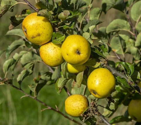 Jabłoń ANANAS BERŻENICKI