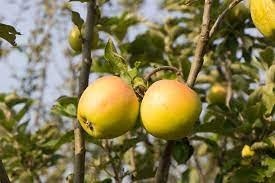 Jabłoń ANANAS BERŻENICKI