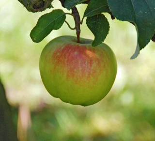 Jabłoń BOIKEN