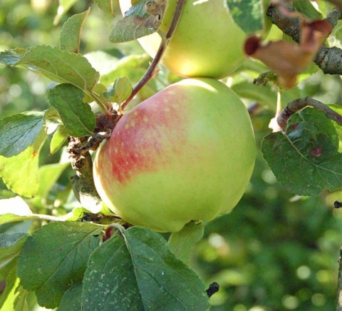 Jabłoń BOIKEN