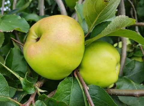 Jabłoń BOIKEN