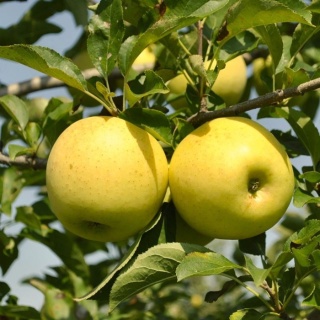 Jabłoń GOLDEN DELICIOUS